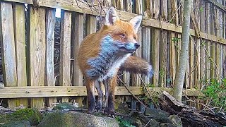 The Sound of a Fox Barking | Discover Wildlife | Robert E Fuller