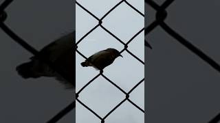 Special guest at our garden #birds #birdlover #birdlove #pollinators #specialguest #ushasgarden