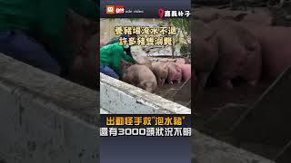 【地方】出動怪手救「泡水豬」 還有3000頭狀況不明