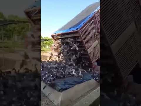 ماشاءاللّٰه