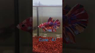 Quality Giant Betta Fish Imported from Indonesia 🇮🇩 only at Madam Betta Follow them in Fb and tiktok