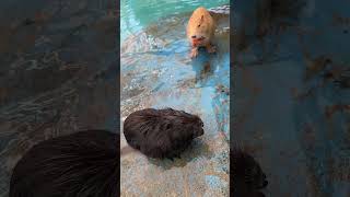 Jerry the nutria eats carrots with his friends