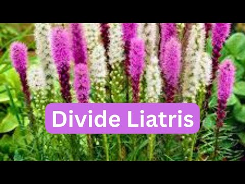 How To Divide Liatris Blazing Star Gayfeather