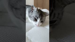 #ハイにゃん家族 #猫#ねこ #ねこのいる生活 #ねこ動画 #ねこのいる暮らし #ねこ部 #ねこすたぐらむ #猫のいる暮らし #猫動画 #猫のいる生活