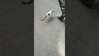 bye hooman🥱 #subscribe #cat #adoptstrays #cutecatsshorts #meowmeowapp #straycat