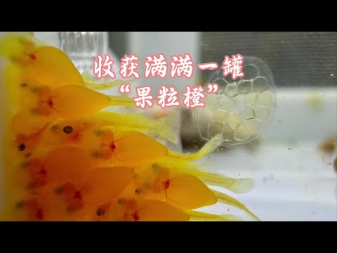 养鱼最开心的事，体验繁殖小鱼的乐趣#养鱼日记 #黄金大帆鱼