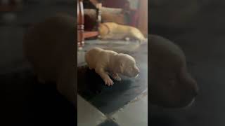 Baby steps #dog #dogs #dogslovers #labrador #chitti #chittithelabrador #cutedog #dogslover