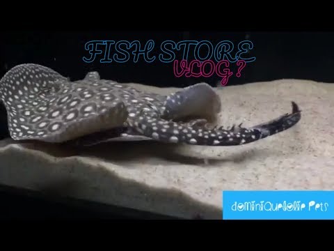 ADVENTURING TO A LOCAL FISH STORE