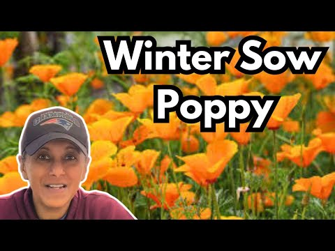 Winter Sow Poppy | Poppies Plant Profile & Grow From Seed || Budget Gardening