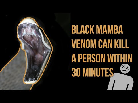 15 Interesting Facts About Black Mamba