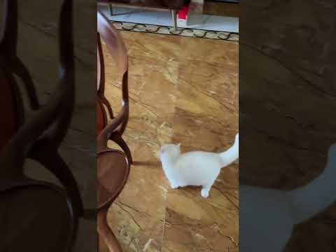 Cat goes hunting