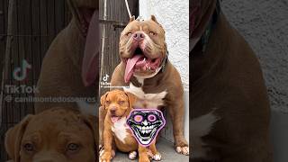 WORLD MOST DANGEROUS DOG SIGMA RULE #sigmarule