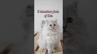 #cat  Behavior Facts Revealed! 🐾   #catlover  Psychology Explained