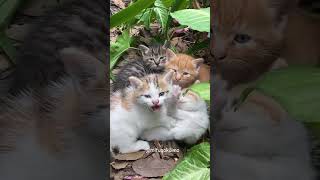 TUNAUZA PAKA CHOTARA | FRIENDLY CAT | FELINE SPP | PAKA WA NYUMBANI | HOME CAT.