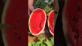 Amazing Cucumber 🥒 Explosion #shorts #viral #factmine