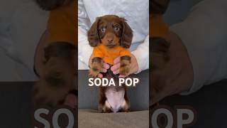 my little soda pop #minidachshund #puppy #dance #dachshundpuppy #dachshund #cutepuppy #cutedog #dog