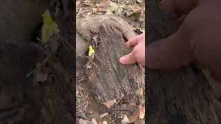Little rabbit hides in a tree hole to eat cabbage. Pastoral cute pet rabbit