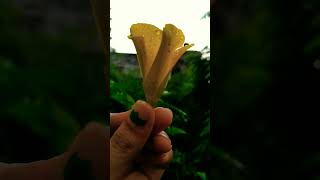 rebirth 😍😍🥰🥰💜💜#youtubshort #shorts #koreasong #viralshort