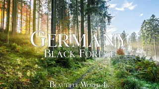 Germany 4K – Enchanted Forest Trails & Hidden Streams in the Black Forest – Peaceful Piano
