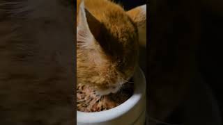 かいどう君、ベー子♯保護猫♯野良猫♯Stray cat #protected cat