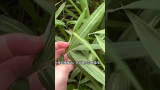 25秒带你认识一种植物。#garden #分享 #科普 #知识渊博 #弘扬正能量 #植物 #plants #百科密码 #植物 #观赏植物 #园林 #竹子