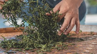 一日茶職人！採茶、製茶體驗tea plucking、tea making DIY／美食手作系列 DIY Food