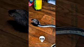 Cobra Snake Transformation 💀
