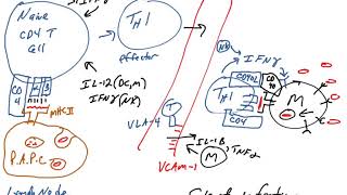 Th1 effector cells