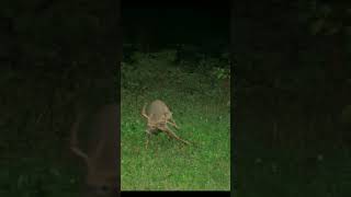deer hunting slow motion kill shot on a big nontypical buck with double drop tines #hunting #shorts