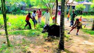 Cow slaughter - goru jobai - crazy cow in Bangladesh - 2022 big cow