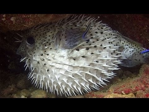 Pufferfishes, Boxfishes & Porcupinefishes - Reef Life of the Andaman - Part 11