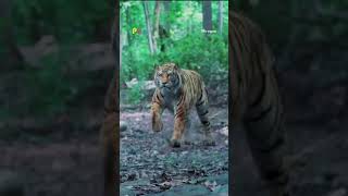 Tiger Attacking Kid In Jungle #raailaxmi #shorts Mirugaa #trendingshorts