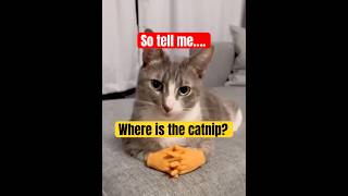When Cats Get Toy Human Hands…😹🖐️ #catvideos #funny #viralcats #viralcatvideo
