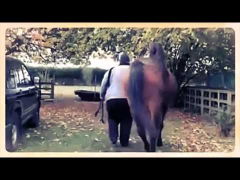 C.S.A Chevaux sans abri   (Created with @Magisto)