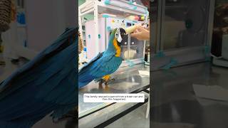 This family rescued a parrot from a trash can and then this happened #animalshorts