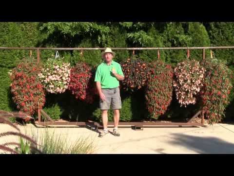 Trailing Begonias - New Vegetative Varieties