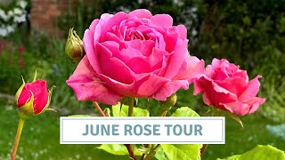 English Cottage Garden Rose Tour, David Austin Roses, Best Garden Roses // Cottoverdi