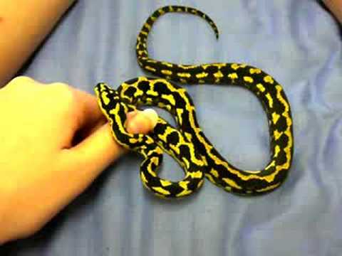 Morelia Spilota Cheynei - Jungle Carpet Python
