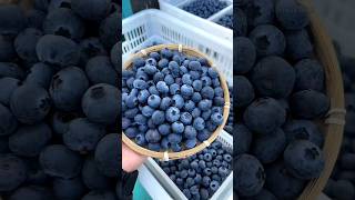 Top Amazing Facts Health Food🫀🌿#facts #amazingfacts #factsinhindi #foodshorts #food #shorts