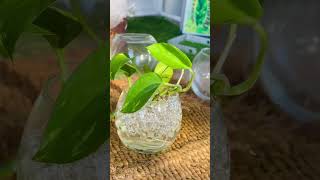 skip soil: grow your pothos in water