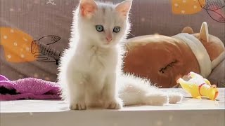 谁有猫，快验证一下这个方法准吗？#猫咪的迷惑行为#李咪飯 #貓咪 #猫