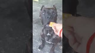 #canecorso my cute 🐕😍🥰❤ #trending #trendingvideo #adorabledog #dog #dogslovers