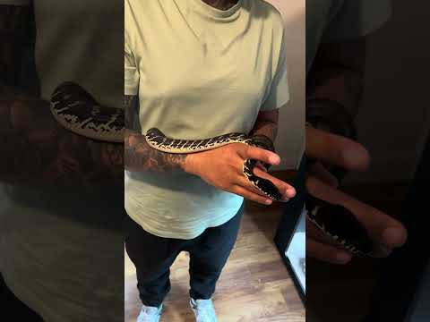£10,000 snake 😱🐍  #snake #viral #wild #nature #shorts #python #snakes #reptile