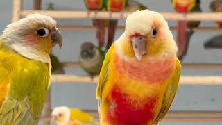 Finches conures quails Australian parakeets red fronted macaw owls eland bongo mahi mahi 16299