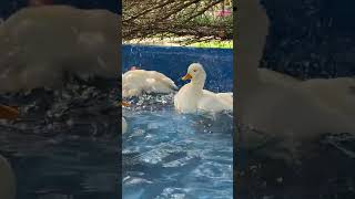 The Happiest Ducks on Earth  #cuteducks #farmlife #peacefulmoments #merryland