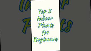 Top 5 Indoor Plants for Beginners #indoorplants #bloomin_garden #lowmaintenanceplants #shorts #yt