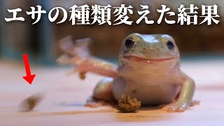 新しく用意したエサに納得がいかないイエアメガエルのあめちゃんの反応ww