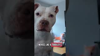 Dogs Understand Up to 250 Words   #pets  #dog #petfacts