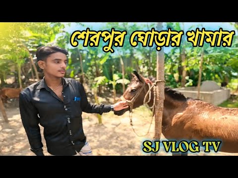 ক্ষুপ  অল্প টাকাই ঘোড়া কিনুন খামার থেকে ||  খামারের ঘোড়া সাস্থ হই না কেন || #ghora