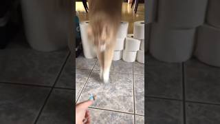 Toilet paper challenge with Cinco! Rate his performance #tiktok #cat #catplay #cuteanimal #kitty #fy